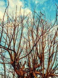 Low angle view of tree against sky