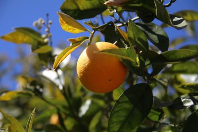 Low angle view of fruits growing on tree