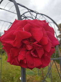 Close-up of red rose