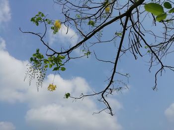 Low angle view of flowering plant against blue sky