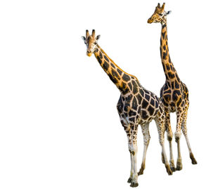 Portrait of giraffe against white background