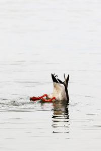 Horse swimming in lake