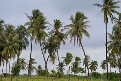 Low angle view of palm trees against sky