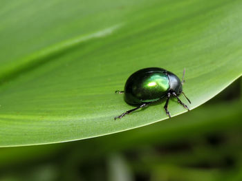 Close-up of insect on leaf