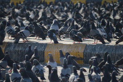 Group of pigeon on street