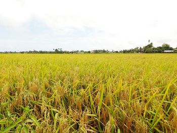 Scenic view of agricultural field against sky