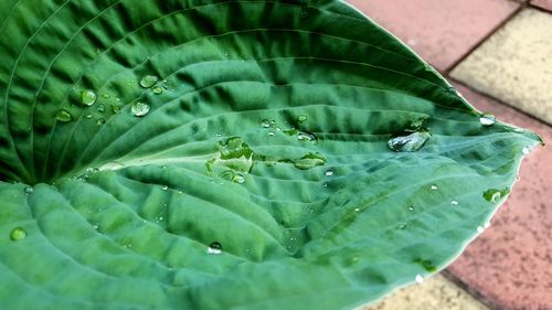 High angle view of drops on leaf over footpath