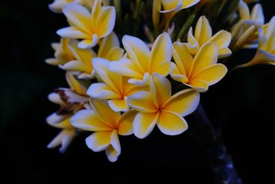 Close-up of yellow flowering plant