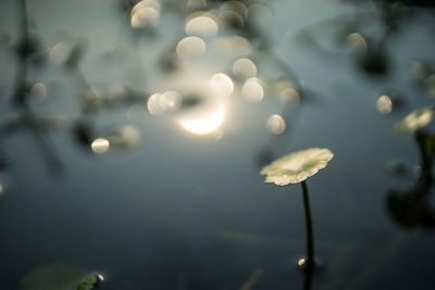 Close up of plant against blurred background