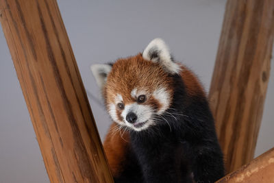 Close-up of red panda