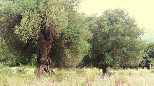 Trees on grassy field