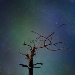 Low angle view of bare tree against sky at night