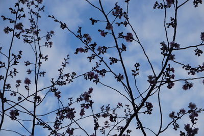 Low angle view of flowering tree against sky