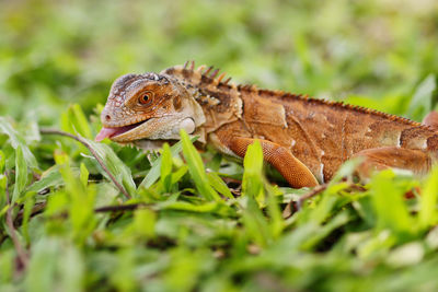 Close-up of a lizard on a land