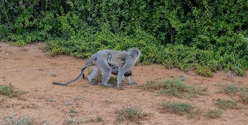 Southern green monkey in the wild and savannah landscape of africa