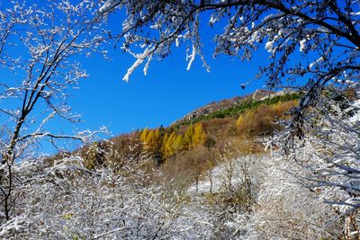 Bare trees on landscape