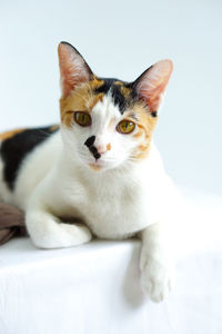 Close-up portrait of a cat over white background