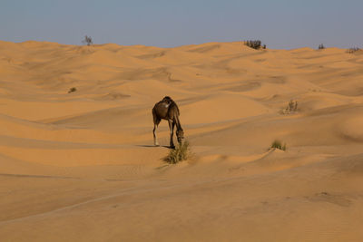 Dog walking on dirt road