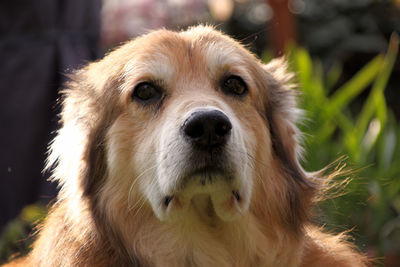 Close-up portrait of dog