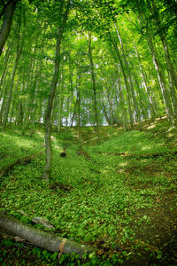 View of bamboo trees in forest