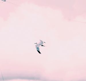 Low angle view of seagulls flying