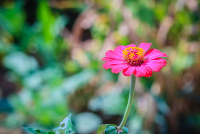 Close-up of pink flower