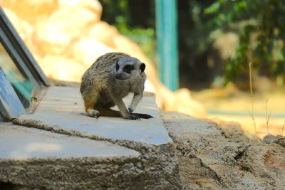 Close-up of squirrel on rock