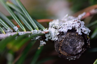 Close-up of snow on leaf during winter