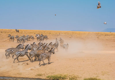 Zebras on landscape against clear sky