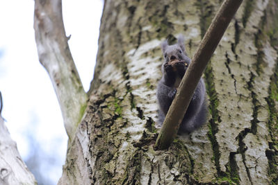 Squirrel on tree trunk