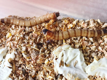 Close-up of grasshopper