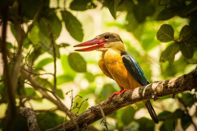 Close-up of bird perching on branch