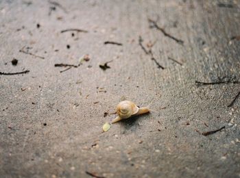 Close-up of snail on sand