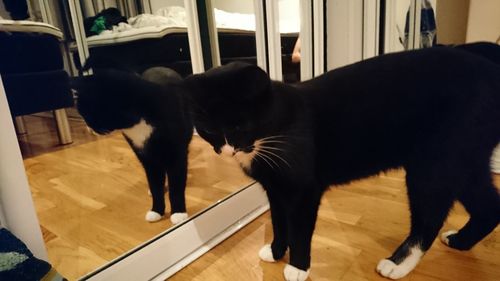 Close-up of cat on hardwood floor