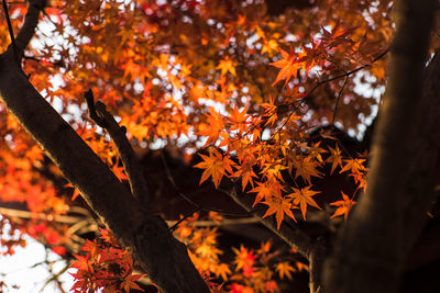 Close-up of maple leaves on branch