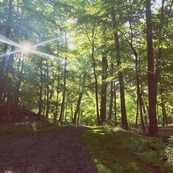 Sunlight streaming through trees in forest