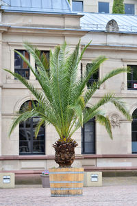 Potted plant against building