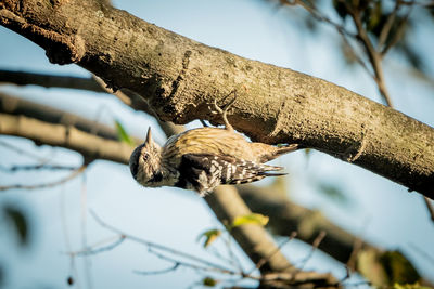 Low angle view of woodpecker on tree