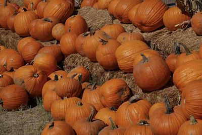 Close-up of pumpkins at market