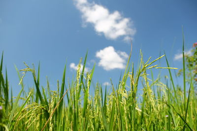 Close-up of crop in field