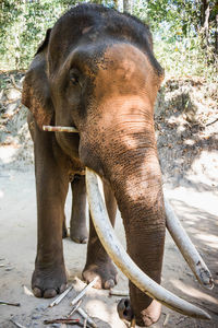 Close-up of elephant in zoo