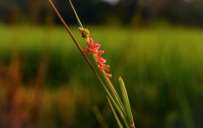 Close-up of red flowering plant