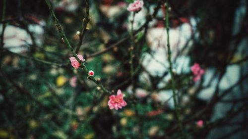 Close-up of pink flowering plant