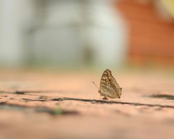 Close-up of butterfly on wood