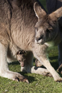 View of two cats on field