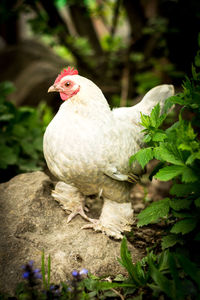 Close-up of bird