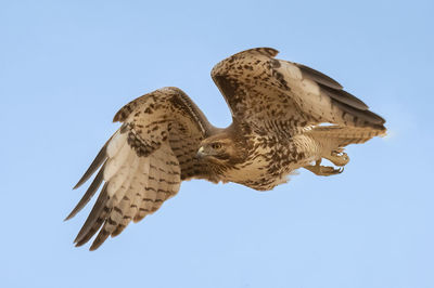 Red-tailed hawk flying in the clear blue sky