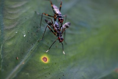Close-up of insect on wall