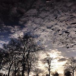 Low angle view of bare trees against sky