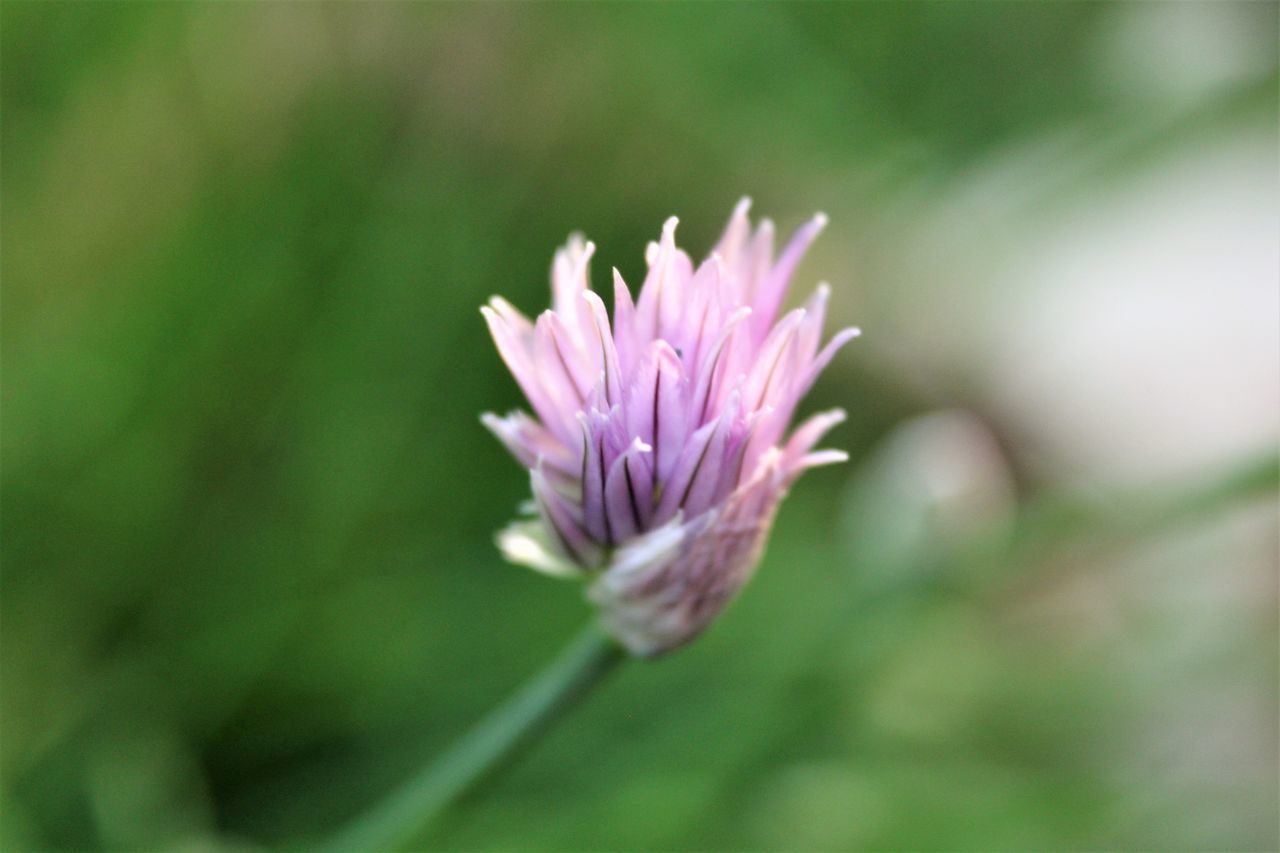 CLOSE-UP OF PINK ROSE FLOWER